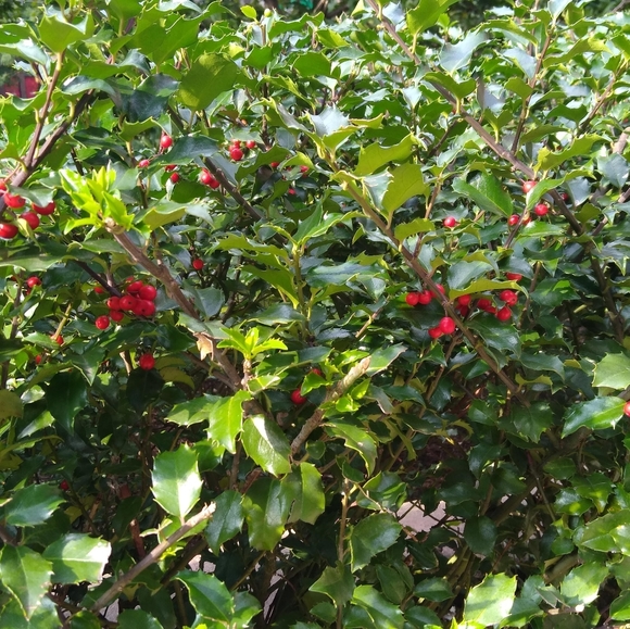 Meet your Posher, Mike - Picture 1 of 1